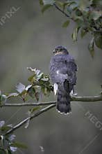 Sparrowhawk, Accipiter nisus