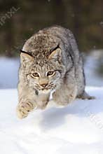 Leaping Bobcat
