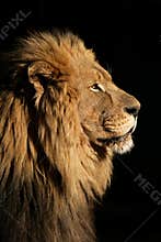 Big male African lion