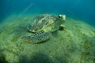 Green Turtle