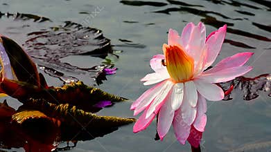 Water lily and bumble bee
