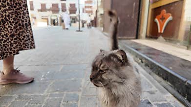 Stray cat walking on the street in Jeddah, Saudi Arabia