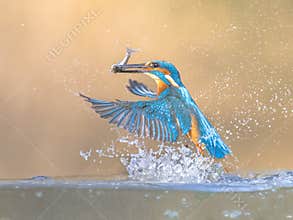Common European Kingfisher Flying