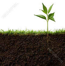 Plant with roots