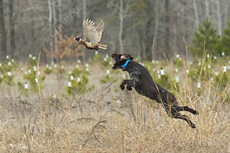 A Hunting Dog with a Pheasant