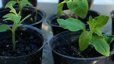 Seedlings of flowers in pots. Panorama.