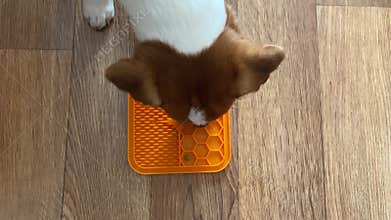 Jack Russell Terrier dog eats dry food from a non slip slow feeding mat