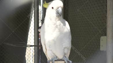 White Cockatoo with Yellow Crest in Cage