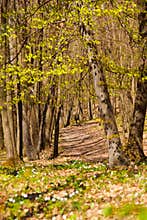 Springtime Forest 5
