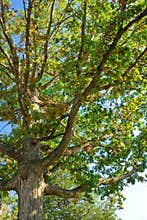 Tree of life