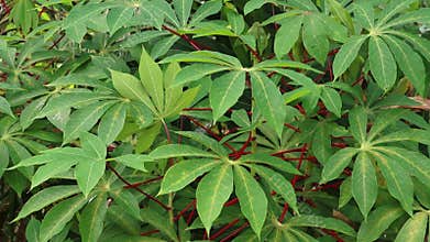 Fresh cassava leaves on the tree