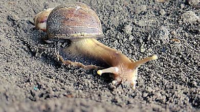 Amazing Snail walk to seek food