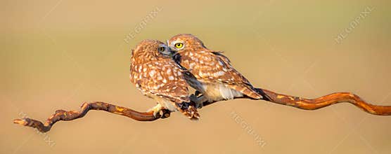 Little owls. Colorful nature background. Athene noctua.