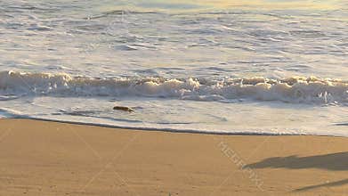 Golden Retriever Dog Chasing Toy on Beach