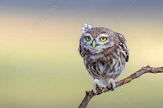 Little owl. Colorful nature background. Athene noctua.