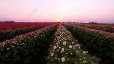 Tranquil Drone View of Sunlit Rose Field at Dawn Capturing the Beauty of Nature, Agriculture, Scenic Sunrises, and