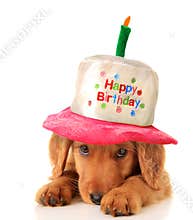 Happy birthday puppy
