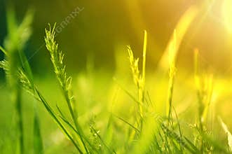Sunrise over a summer blossoming meadow
