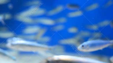 Herring swimming in an aquarium