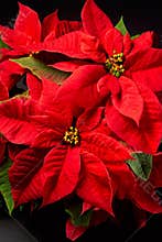 Poinsettias