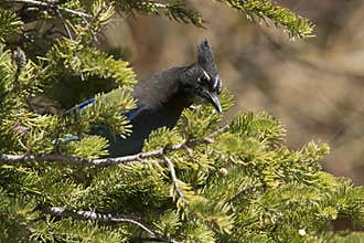Stellar jay in fir tree