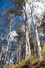 Tall gum trees