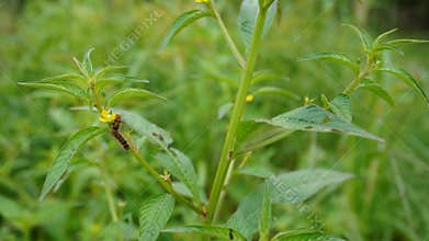 caterpillars eat yellow flowers in the morning