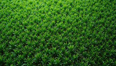 Top view of green artificial grass texture seamless background. Lawn cover carpet made from smooth fluffy turf, eco friendly