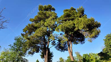 Marvel at tall pine trees reaching toward a bright blue sky