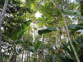 Lush forest where animals gather to find food