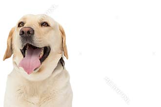 Yellow labrador dog with tongue out