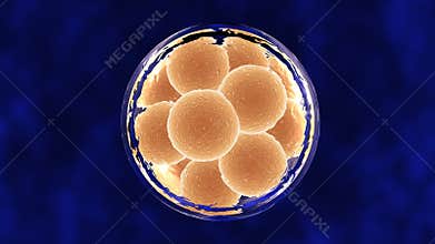 12 Cell Embryo within Membrane