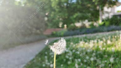 A dandelion in the wind. Macro shot of dandelion in wind. Dandelion on background of spring meadow. Super slow motion