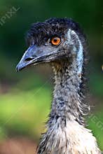 Australian Emu
