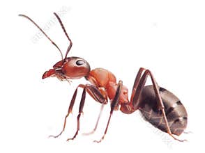 Ant formica rufa on white