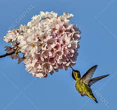 Hummingbird Enjoying Lunch with a Cherry Blossom, WA