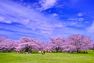 Party under the cherry blossom trees