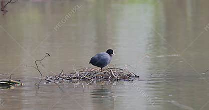 the Common Coot is the most widely distributed and most abundant breeding waterbird