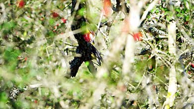 Four Cedar Waxwings Chasing Each Other in Dense Cover