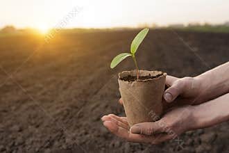 Hands hold a small seedling in eco pot over soil at sunrise, representing sustainability and growth.