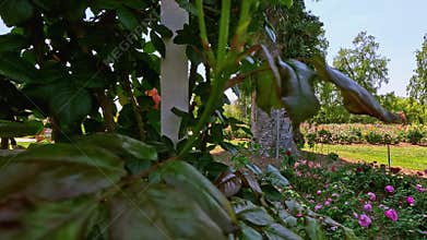 footage of a gorgeous landscape with lush green trees, grass and colorful flowers at Huntington Library and Botanical Gardens in