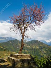 Single tree in Nepal