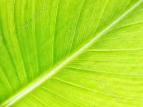 Abstrack green banana leaf surface texture background