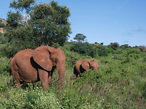Elephants in Tsawo West national park