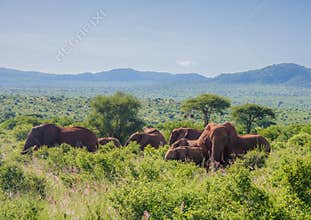 Elephants in Tsawo West national park