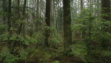 Fir Trees, Rainforest Camera Move