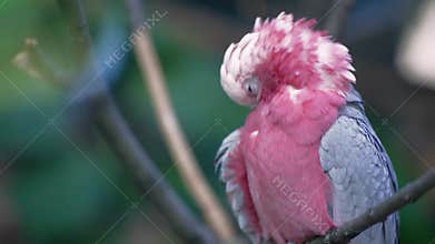 A pink-and-gray cockatoo parrot sits on a tree branch. The bird is preening its feathers. Bird hygiene.