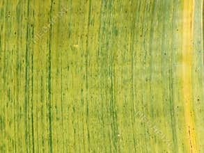 Abstrack colourful banana leaf surface texture background
