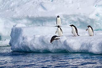 Adelie penguins jumping from iceberg