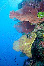 Underwater Reefscape